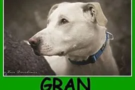 GRAN,pies dla aktywnych,łagodny,chętny do nauki,aportujący pies średni.ADOPCJA, dolnośląskie Wrocław