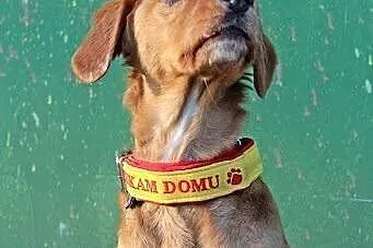 MIODEK cudowny psiak szuka odpowiedzialnego domu!!