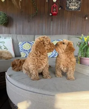 Piękne szczenięta maltipoo. Oboje rodzice to również maltipoo., , Krajków