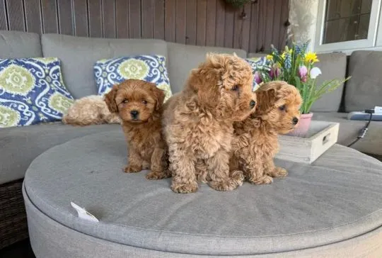 Piękne szczenięta maltipoo. Oboje rodzice to również maltipoo., , Krajków