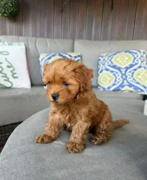 Piękne szczenięta maltipoo. Oboje rodzice to również maltipoo., , Krajków
