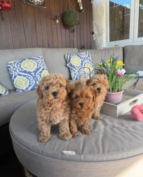 Piękne szczenięta maltipoo. Oboje rodzice to również maltipoo.