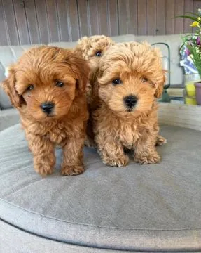 Piękne szczenięta maltipoo. Oboje rodzice to również maltipoo., , Krajków
