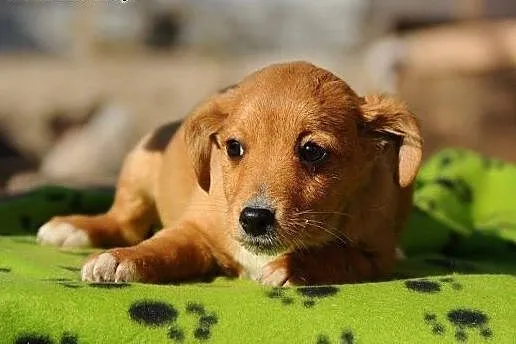 Masza, delikatny SZCZENIAK, cudowna suczka do adopcji!,  Kundelki cała Polska