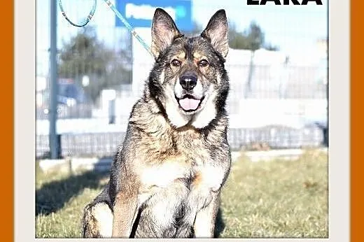 LARA,starsza suczka owczarek mix bardzo potrzebuje domu.PILNE,  śląskie Katowice