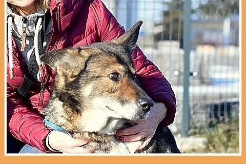 LARA,starsza suczka owczarek mix bardzo potrzebuje