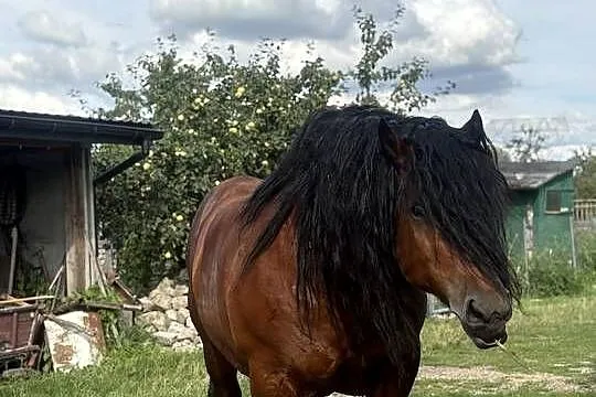 Ogier zimnokrwisty z licencją, Świętokrzyskie, Bodzentyn
