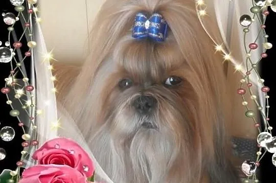 Shih Tzu szczeniaczki z rodowodem ZKwP