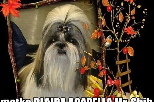 Shih Tzu szczeniaczki z rodowodem ZKwP