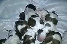 Shih Tzu szczeniaczki z rodowodem ZKwP