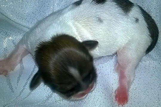 Shih Tzu szczeniaczki z rodowodem ZKwP
