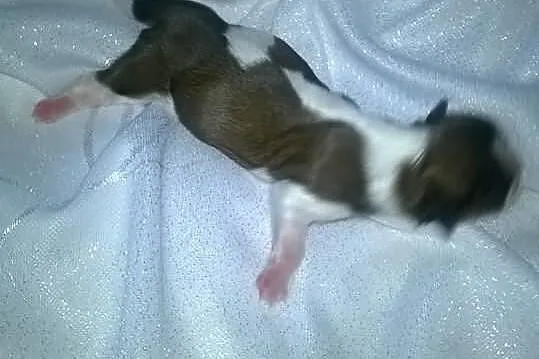Shih Tzu szczeniaczki z rodowodem ZKwP