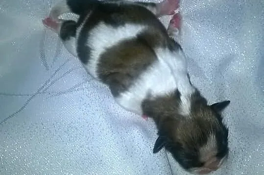 Shih Tzu szczeniaczki z rodowodem ZKwP