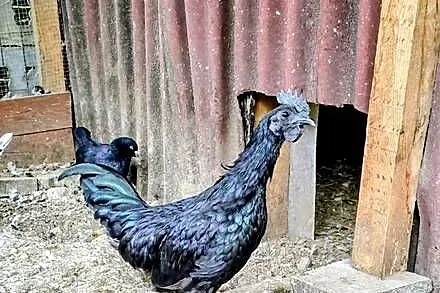 Sprzedam parę kur ayam cemani
