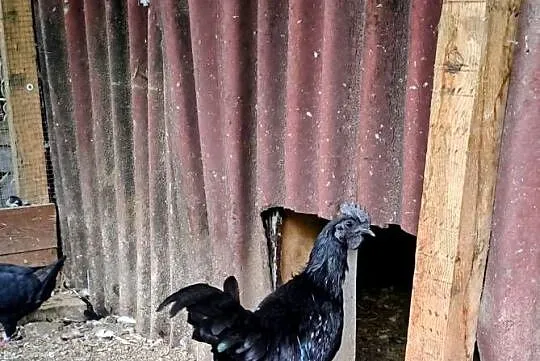 Sprzedam parę kur ayam cemani, Śląskie, Gierałtowice