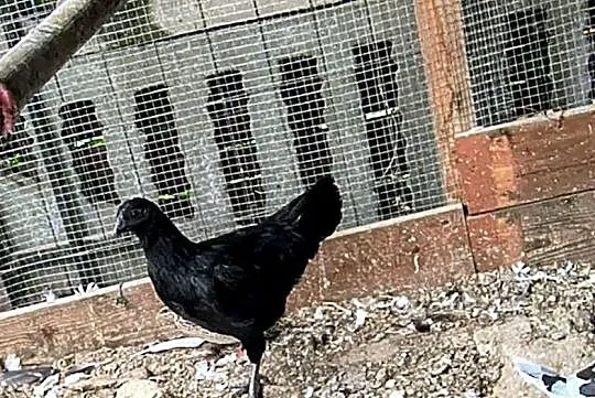 Sprzedam parę kur ayam cemani, Śląskie, Gierałtowice
