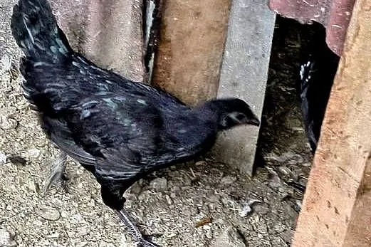 Sprzedam parę kur ayam cemani, Śląskie, Gierałtowice