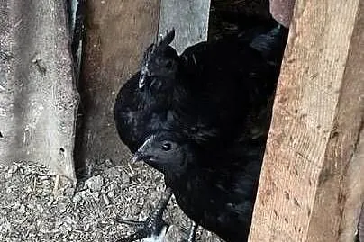 Sprzedam parę kur ayam cemani, Śląskie, Gierałtowice