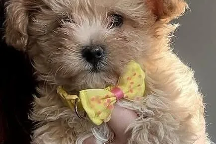Maltipoo szczeniaczki malutkie  pudel toy/maltańczyk