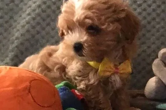 Maltipoo szczeniaczki malutkie  pudel toy/maltańczyk, Dolnośląskie, Wrocław