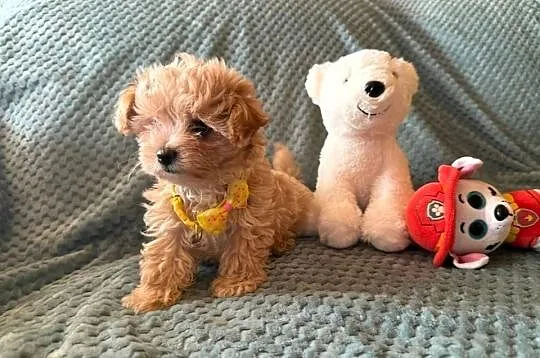 Maltipoo szczeniaczki malutkie  pudel toy/maltańczyk, Dolnośląskie, Wrocław