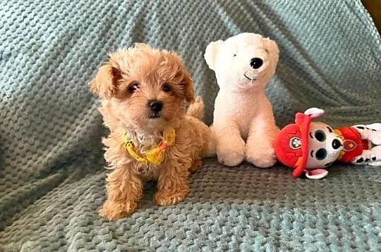 Maltipoo szczeniaczki malutkie  pudel toy/maltańczyk, Dolnośląskie, Wrocław