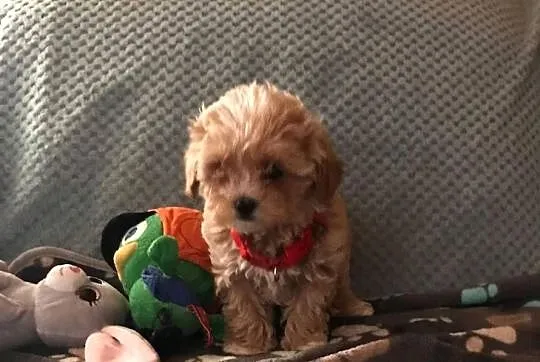 Maltipoo szczeniaczki malutkie  pudel toy/maltańczyk, Dolnośląskie, Wrocław