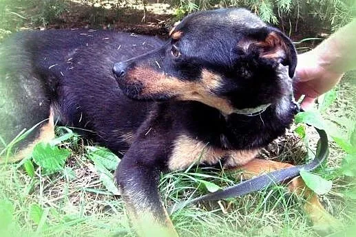 KOREK mix rottweilera 8-9 miesiecy,adopcja!!,  świętokrzyskie Kielce