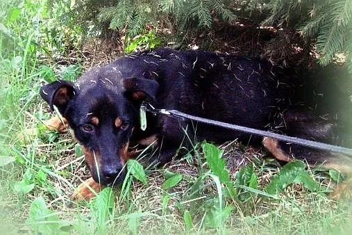 KOREK mix rottweilera 8-9 miesiecy,adopcja!!,  świ
