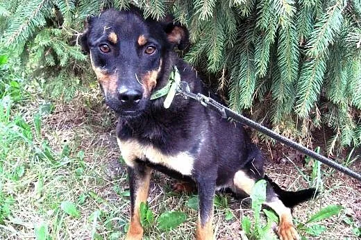 KOREK mix rottweilera 8-9 miesiecy,adopcja!!,  świ