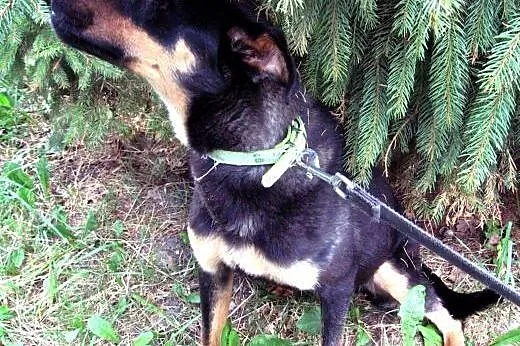 KOREK mix rottweilera 8-9 miesiecy,adopcja!!,  świ
