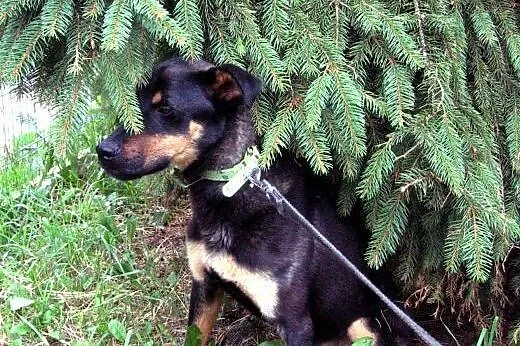 KOREK mix rottweilera 8-9 miesiecy,adopcja!!,  świ