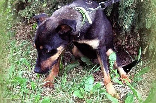 KOREK mix rottweilera 8-9 miesiecy,adopcja!!,  świ