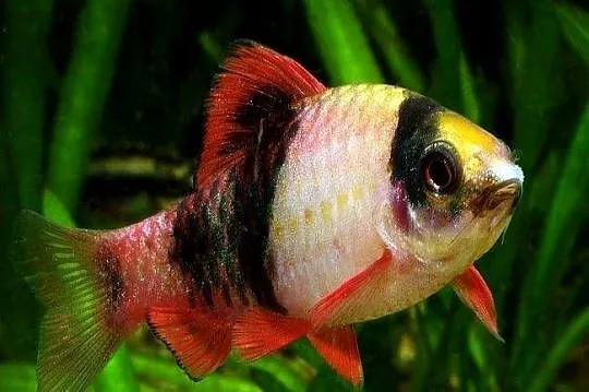 Brzanka panda - Brzanka pręgowana - Haludaria fasciata