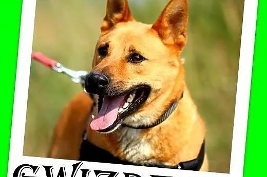 Pies dla aktywnych,energiczny,młody,przyjazny,łagodny GWIZDEK.Adopcja,  małopolskie Kraków