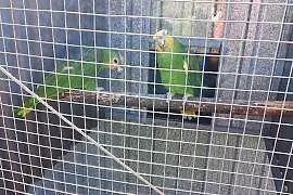 Para amazonke
