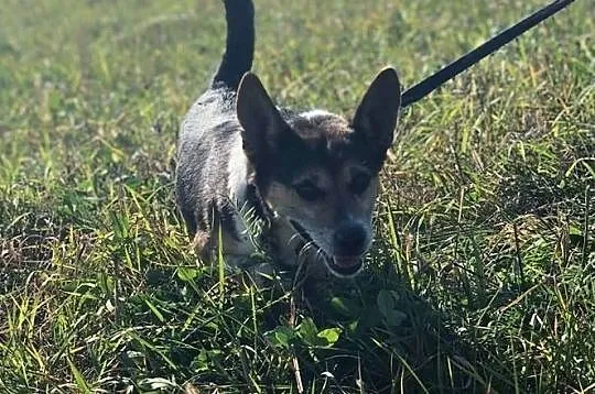 Frugo-młody,wesoły,bardzo ufny,towarzyski,karny i mądry FRUGO do ADOPCJI, , Wrocław