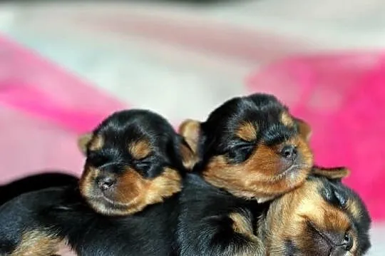 yorkshire terrier rodowód ZKwP FCI