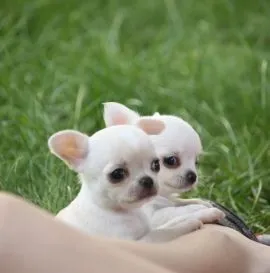 Szczeniak chihuahua, bardzo wesoły, idealny dla Ciebie i Twoich dzieci.