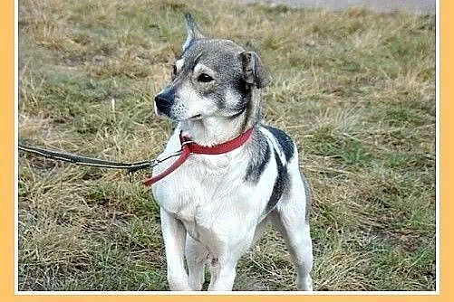 Średni,delikatny,wesoły piesek FALCO do spokojnego