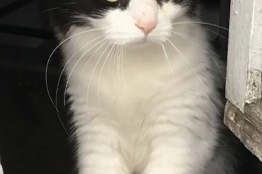 Pani Oczko - piękna, puchata kicia do adopcji!,  mazowieckie Warszawa