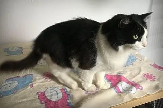 Pani Oczko - piękna, puchata kicia do adopcji!,  m