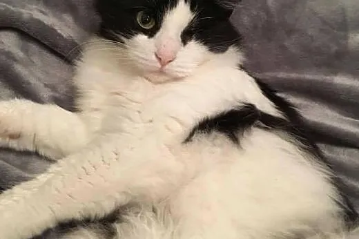 Pani Oczko - piękna, puchata kicia do adopcji!,  m