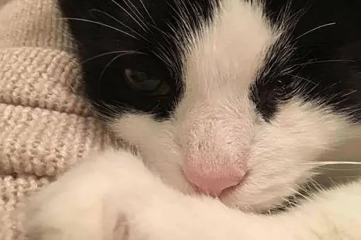 Pani Oczko - piękna, puchata kicia do adopcji!,  m