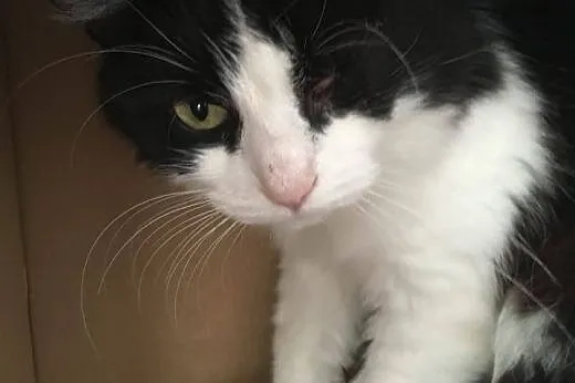 Pani Oczko - piękna, puchata kicia do adopcji!,  m