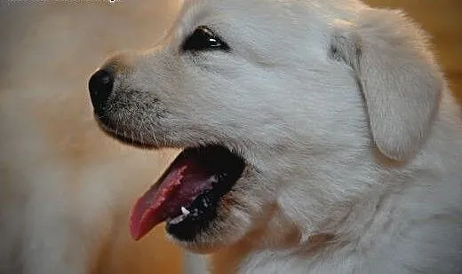 Labrador Retriever - rodowodowe szczeniaki po Cham
