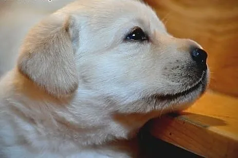 Labrador Retriever - rodowodowe szczeniaki po Cham