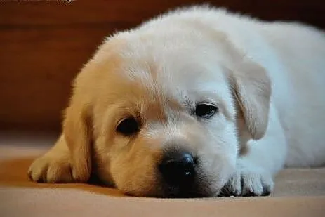 Labrador Retriever - rodowodowe szczeniaki po Cham