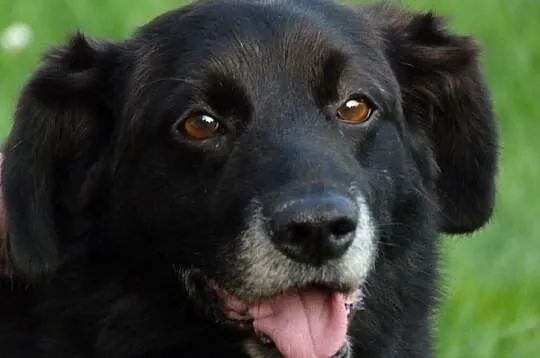 Amorek idealny psiak dla domu rodzinnego z dziecmi i osoby starszej