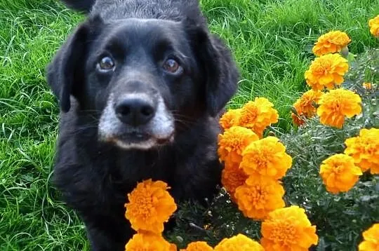 Amorek idealny psiak dla domu rodzinnego z dziecmi